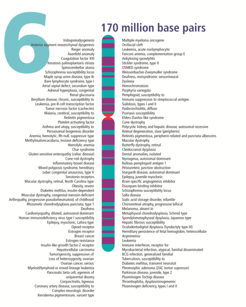 File:Human chromosome 06 from Gene Gateway - with label.png