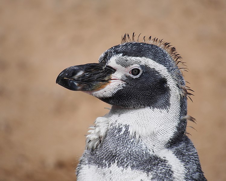 File:Humboldt penguin during moult.jpg