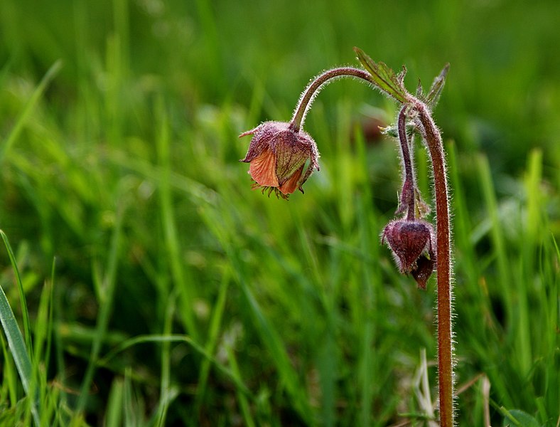 File:Humleblomster.JPG