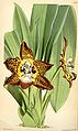 Huntleya burtii (as syn. Batemannia burtii) plate 6003 in: Curtis's Bot. Magazine (Orchidaceae), vol. 98, (1872)