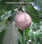 Hydnocarpus pentandra.jpg
