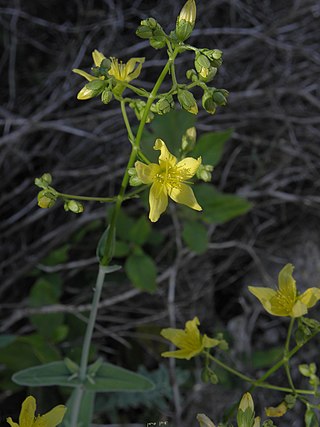 <i>Hypericum lanuginosum</i> Species of flowering plant in the St Johns wort family Hypericaceae