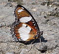 male from Bogor, West Java