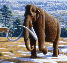 Restoration of a herd of Mammuthus primigenius, or wooly mammoths Ice age fauna of northern Spain - Mauricio Anton cropped.png