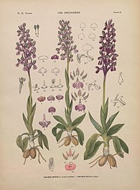 plate 23 - (text explanation page 14) Orchis morio Anacamptis morio Orchis picta Anacamptis morio subsp. picta