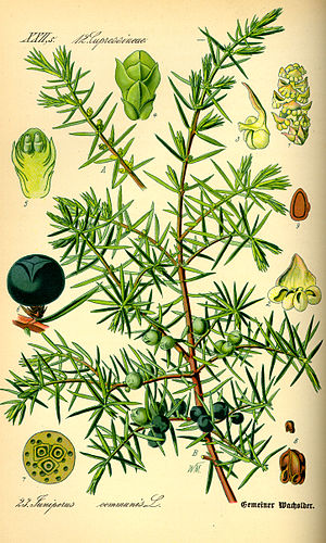 Juniperus Communis: Descripción, Usos, Medicina popular