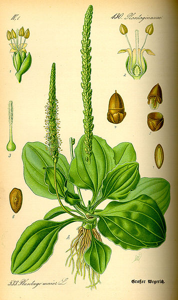 File:Illustration Plantago major0.jpg