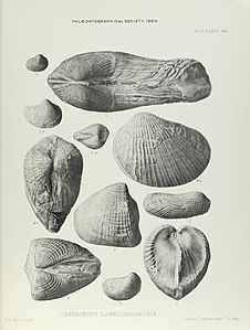 Illustration of Cretaceous Lamelliabranchia by Thomas Alfred Brock-Monograph of Palaeontographical Society-Vol63 1909 0263-Plate41.jpg