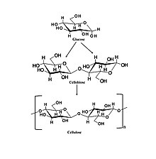 Cellulose Illustration of the cellulose composition.jpg