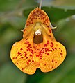 * Nomination Orange jewelweed (Impatiens capensis). --The Cosmonaut 17:40, 13 October 2019 (UTC) * Promotion Good quality. --Seven Pandas 19:15, 13 October 2019 (UTC)