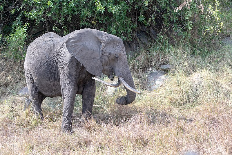 File:Impressions of Serengeti (182).jpg