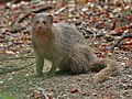 Indian Mongoose (Herpestes javanicus)- is it- at Hyderabad, AP W 101.jpg