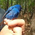 Thumbnail for File:IndigoBunting in EdenMD06.jpg
