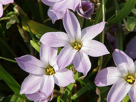 Ipheion uniflorum