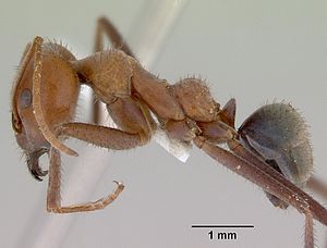 Iridomyrmex reburrus casent0172007 profile 1.jpg