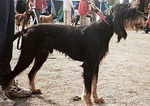Italienischer rauhaariger Hund alias Segugio Italiano a Pelo Forte.jpg
