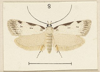 <i>Izatha balanophora</i> species of insect