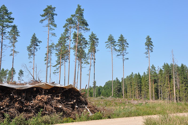 File:Izcirtums ar šķeldošanai sakrautu koksni, Vecumnieku pagasts, Vecumnieku novads, Latvia - panoramio.jpg