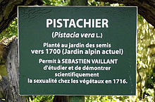 Cartels du Pistacia vera L. historique, jardin alpin, Jardin des plantes, Paris, 22 avril 2011.