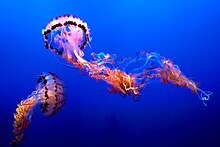 Two jellyfish from Corpus Christi Bay. This Texas coastal area has seen an influx of jellyfish over the years.