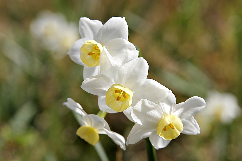 File:Jonquil flowers07.jpg