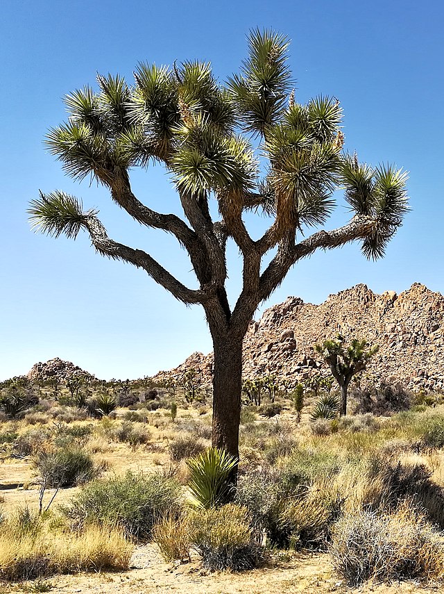 Description de l'image Joshua Tree Nationalpark IMG 20180413 143227.jpg.