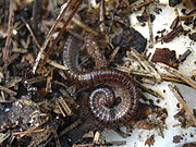 Julid millipede (103842).jpg