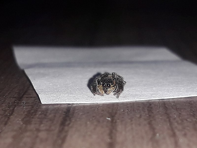 File:Jumping spider on a sheet of paper.jpg