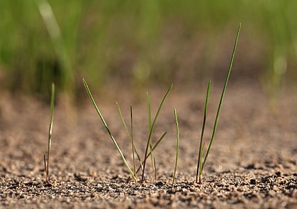 Young grass