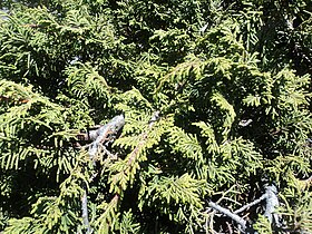 Juniperus monticola.jpg