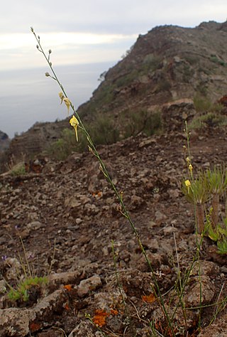 <i>Nanorrhinum scoparium</i> Species of flowering plant