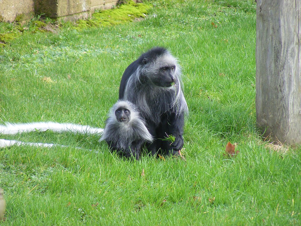 The average adult size of a King colobus is  (2' 1