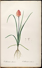 Miniatura para Kniphofia pumila