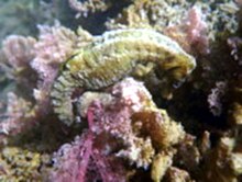 Knysna Seahorse, Hippocampus capensis.jpg