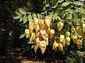 Thumbnail for File:Koelreuteria paniculata, Santa Coloma de Farners 02.jpg