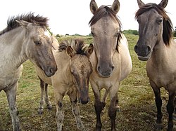 Konik 090705.JPG