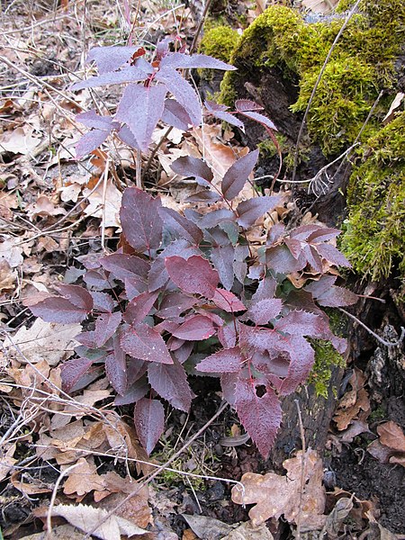 File:Korina 2013-03-05 Mahonia aquifolium 5.jpg