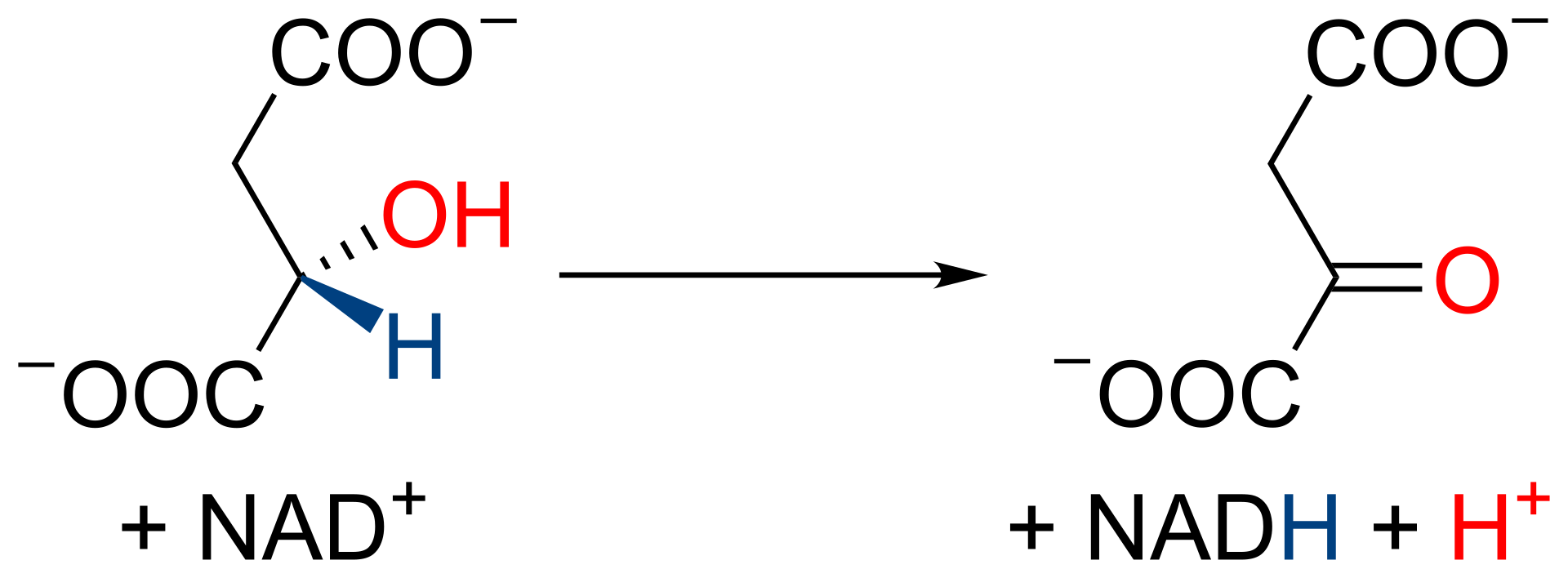 1920px Krebs cycle 8 l