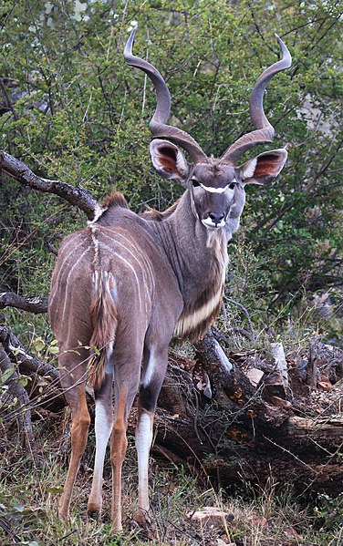 File:Kudu, Madikwe (52213874110).jpg