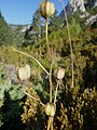 A la Bòfia (Guixers - Catalunya)