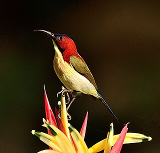 <span class="mw-page-title-main">Lovely sunbird</span> Species of bird