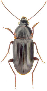 <i>Lachnocrepis parallela</i> Species of beetle