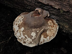 Upper surface of fruiting body