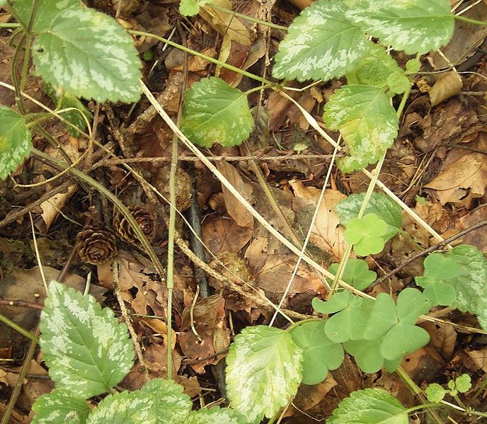 File:Lamium galeobdolon (argentatum) 05 ies.jpg