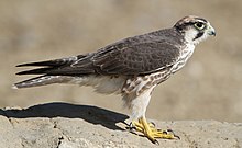 Lanner falcon, Falco biarmicus, at Kgalagadi Transfrontier Park, Northern Cape, South Africa (34447024731).jpg