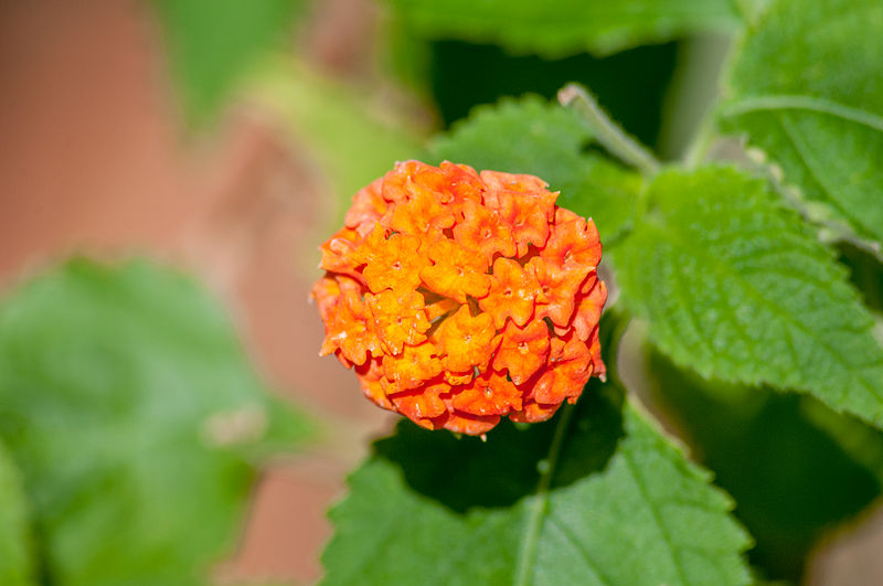 File:Lantana Camara.jpg