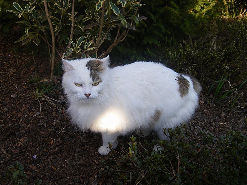 File:Le chat " tosca " - panoramio - Cats of Ille-et-Vilaine 2012 (cropped).jpg