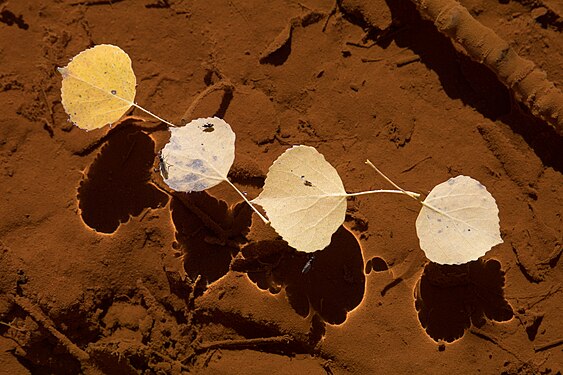 Leaves floating in a mountain stream near Ophir, Colorado, USA