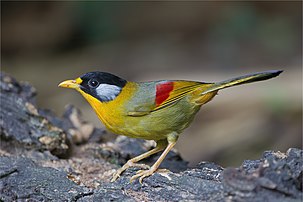 Un léiothrix à joues argent dans le parc national de Mae Wong, dans la ville de Nakhon Sawan (Thaïlande). (définition réelle 2 500 × 1 667)