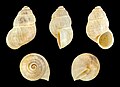 * Nomination Shell of a Moroccan land snail, Leonia scrobiculata --Llez 22:17, 25 November 2017 (UTC) * Promotion Good quality. -- PumpkinSky 03:28, 26 November 2017 (UTC)